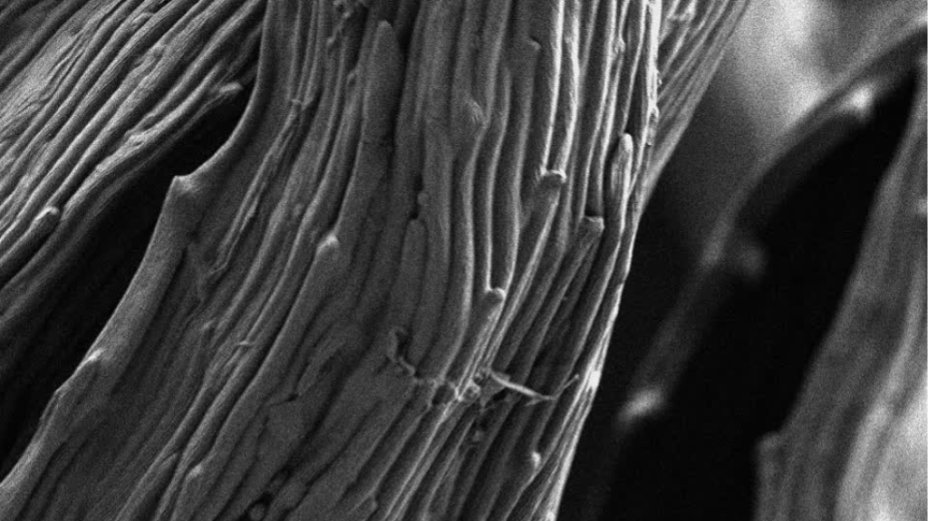 Precipitation of Life 2